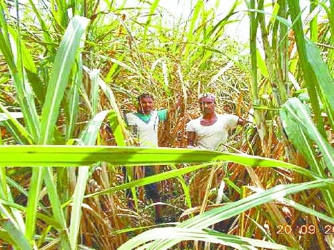 code needed to sell sugar cane to the meals 